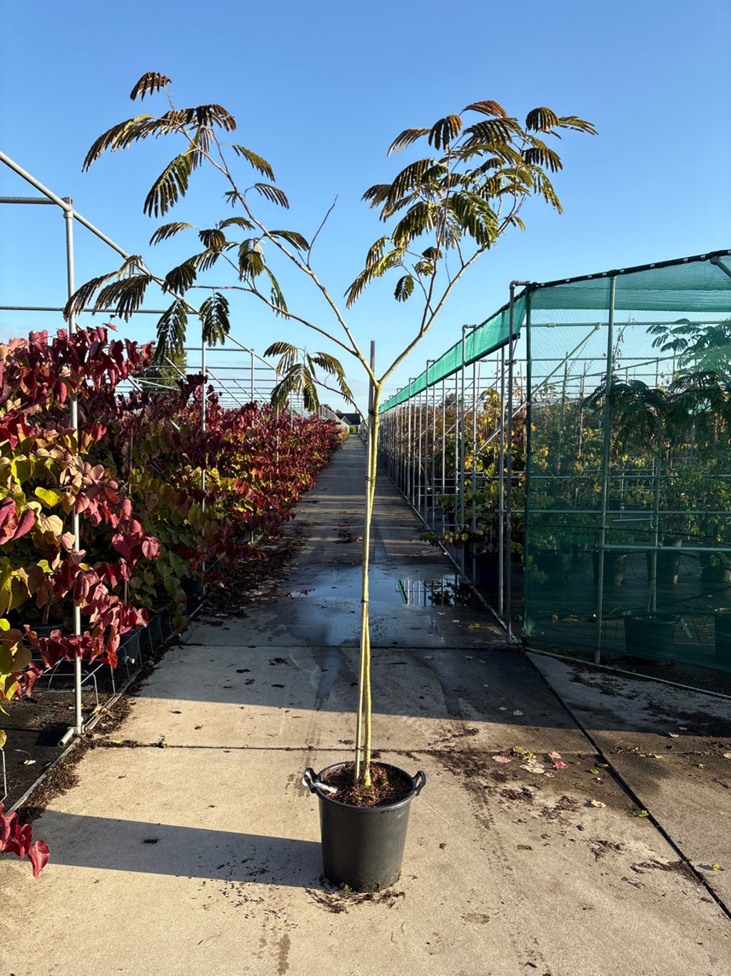 Albizia julibr. 'Evey's Pride' - 120 CM Stem Cont.